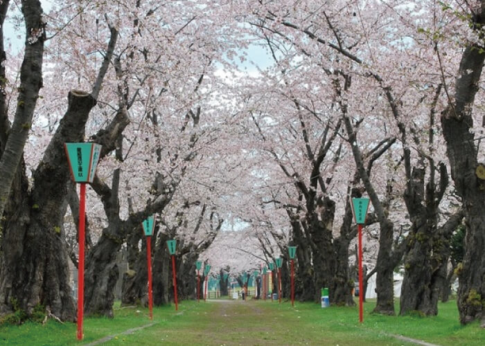 青葉ヶ丘公園