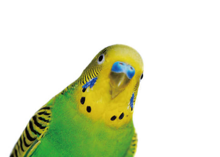 インコの火葬料金事例