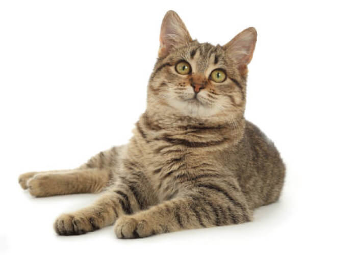 猫の火葬料金事例