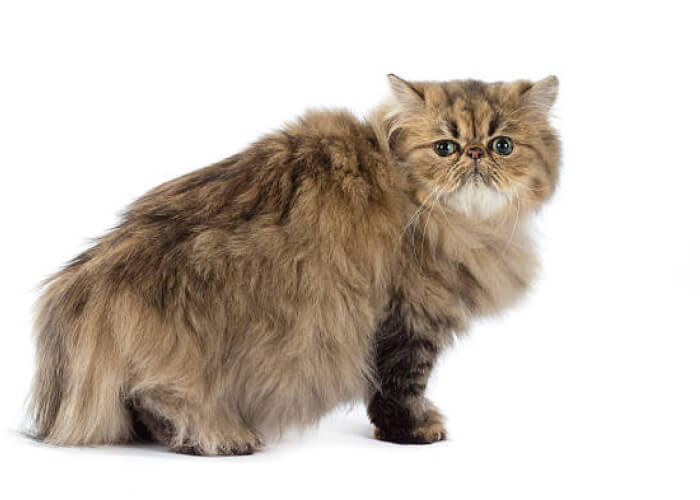 猫(4.0kg)の火葬料金事例