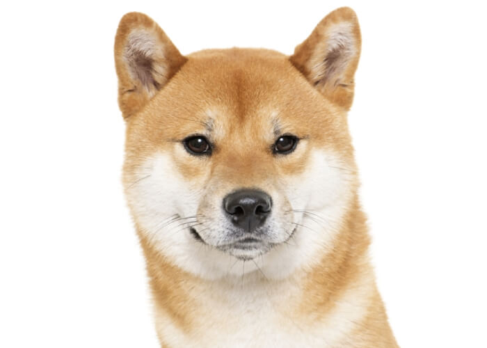 柴犬の火葬料金事例