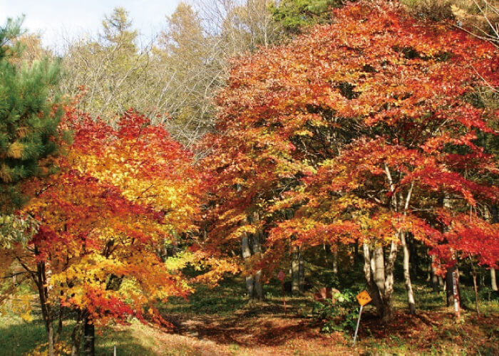 九戸村森林公園