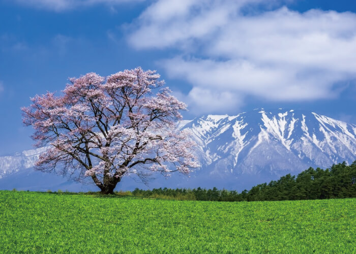 小岩井農場