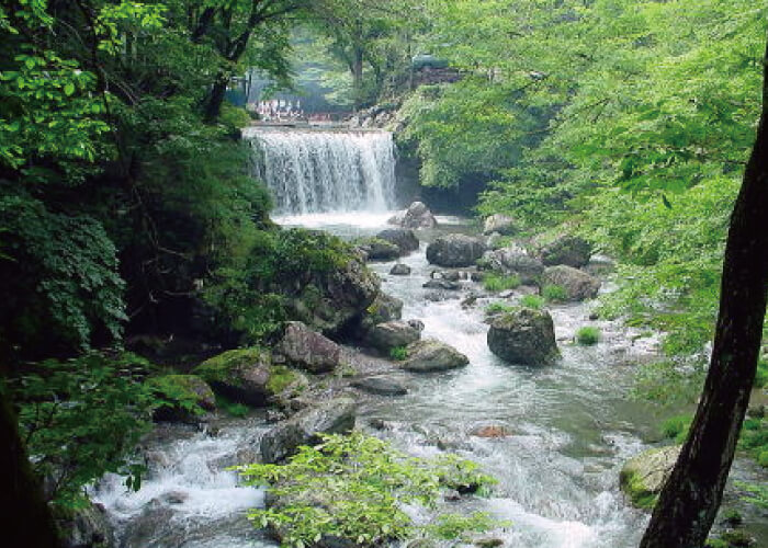 大鳩園