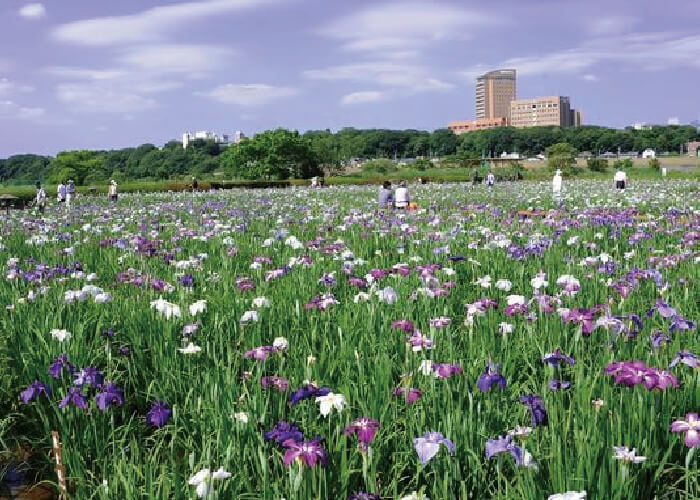 小岩菖蒲園
